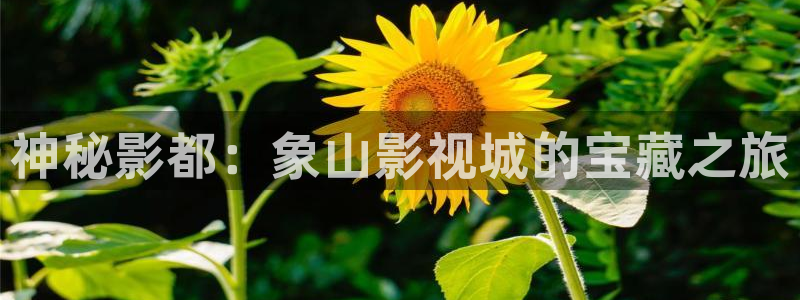七七影视大